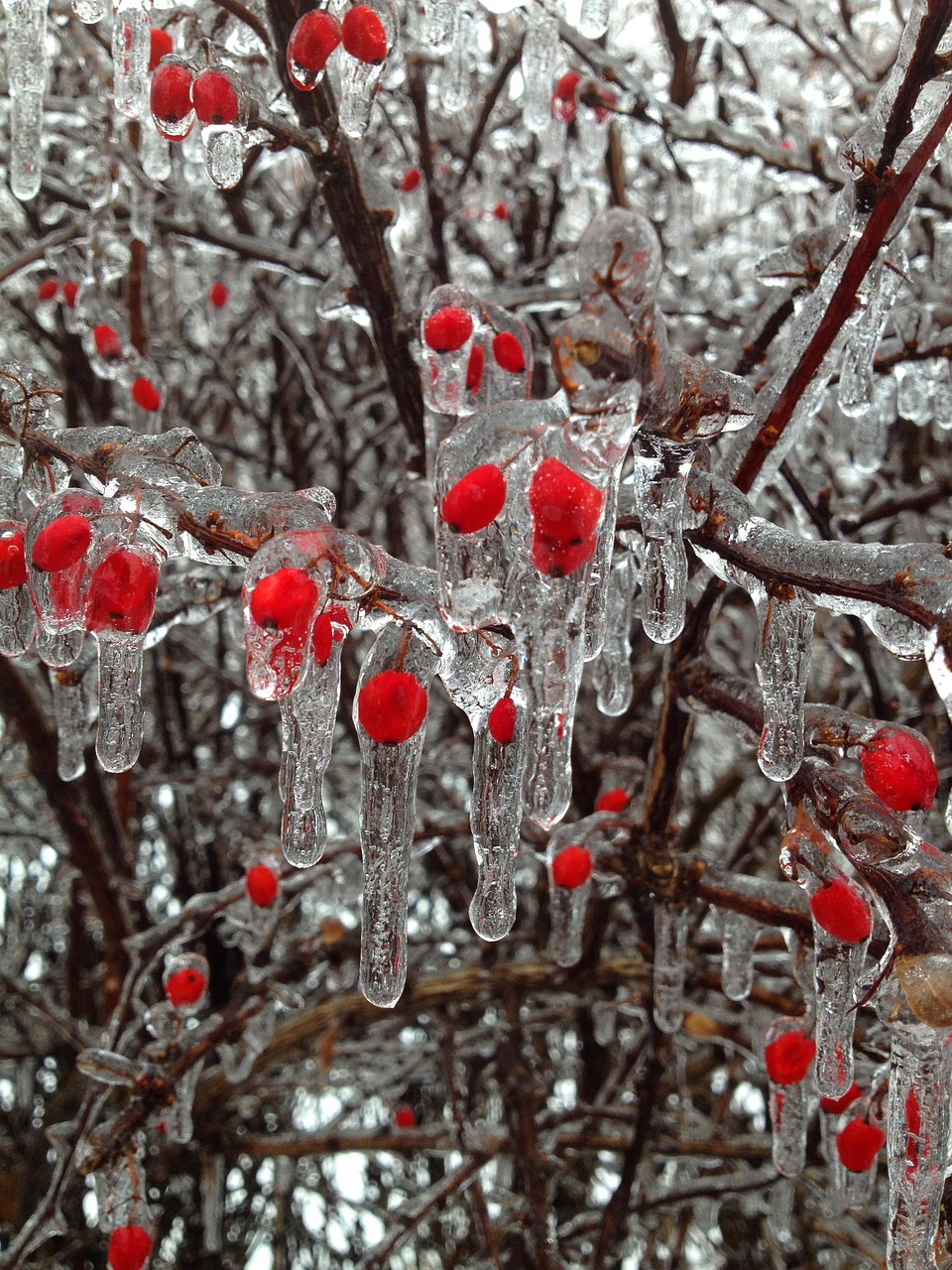 berries, ice, winter, buds, red, snow, tree, branches, berry, cold, december, frosty, frost, icy, ice berries, weather, nature, freeze, ice storm, gray tree, gray snow, gray storm